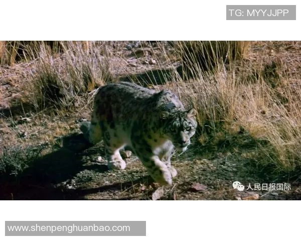 天山雪豹与四川的生态对决探秘自然保护与生物多样性的重要性 天山雪豹与四川的生态对决探秘自然保护与生物多样性的重要性